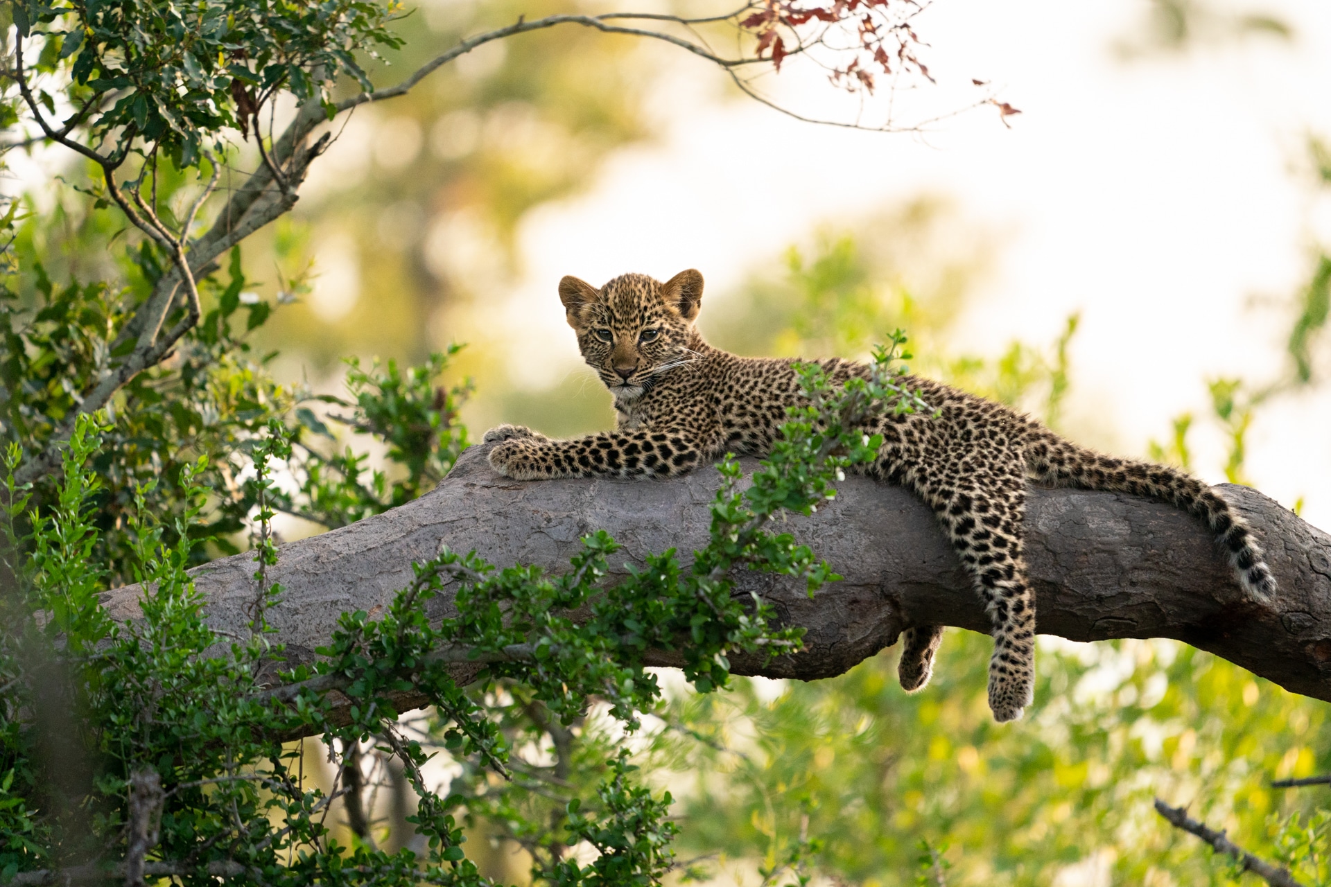 African Wildlife Safari